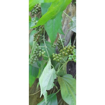 

buah lada hitam segar Atou buah kemukus hutan per 250 grm