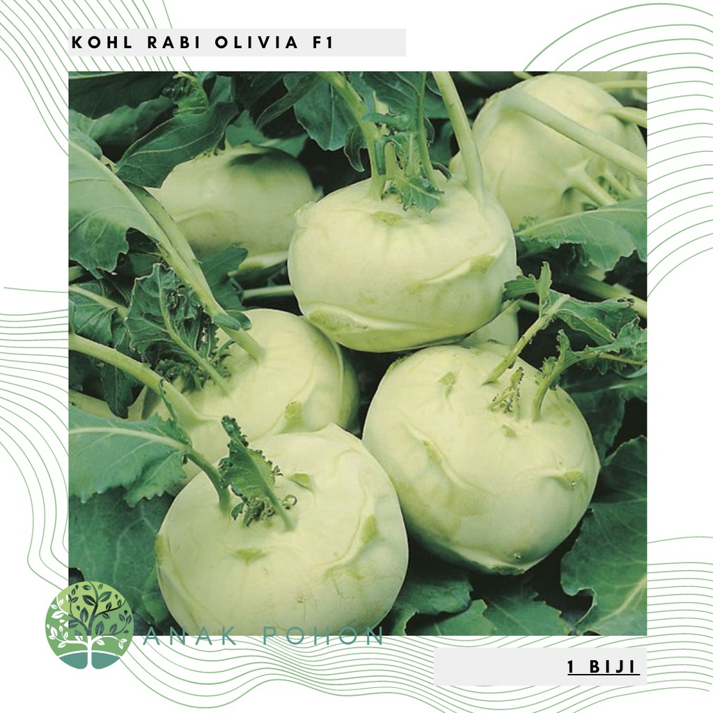 Benih Bibit Biji - Kohl Rabi Olivia F1 (Brassica oleracea gongylodes) Seeds - IMPORT