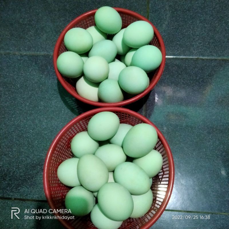 

Telor Asin