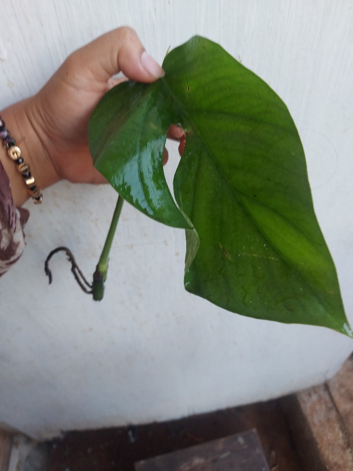 Pohon Mostera | Tanaman Hias Mostera