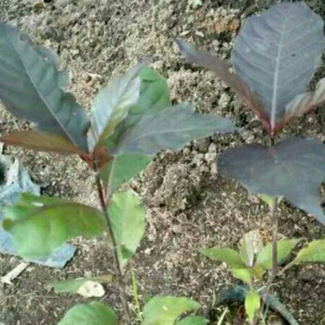 Daun ungu atau handeuleum