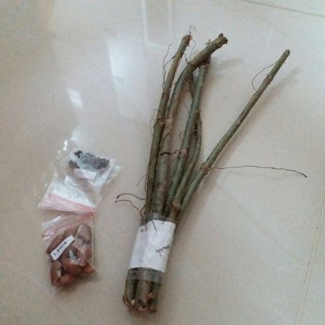 4 Stek Batang Atau Bibit/tanaman Cincau Hijau Banyak Manfaat