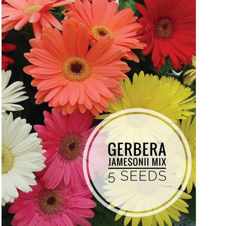 

™►► Gerbera Jamesonni mix 5 BenihPack