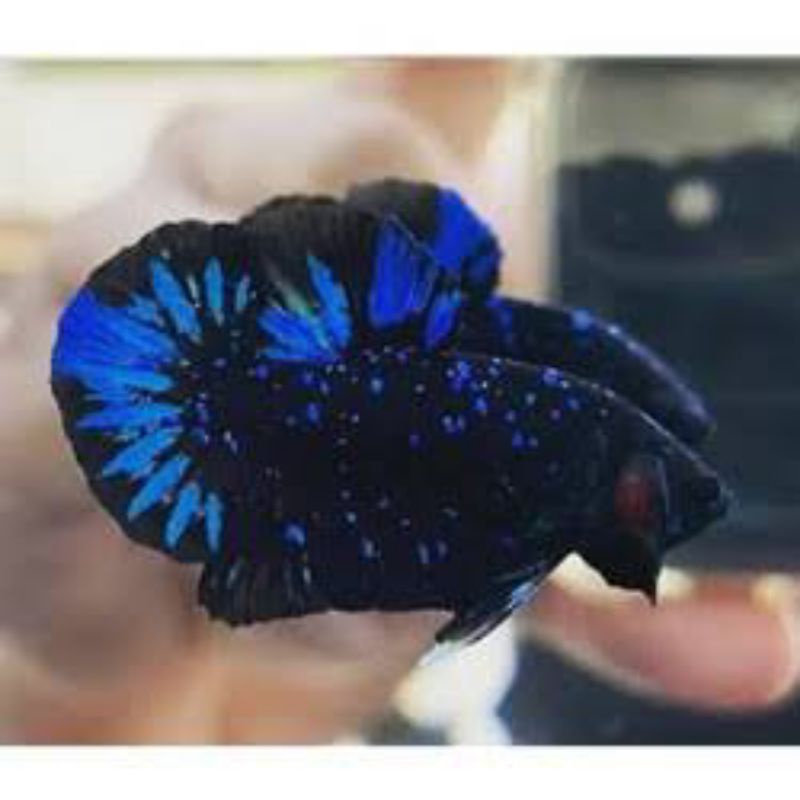 Ikan Cupang Avatar Gordon