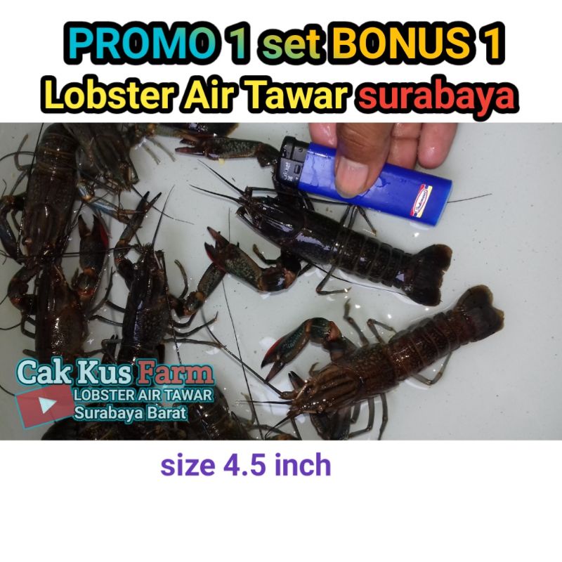 

Lobster Air Tawar