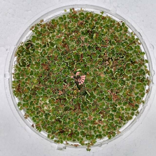 Azolla hijau tanaman  apung kolam ikan cupang guppy tanaman  