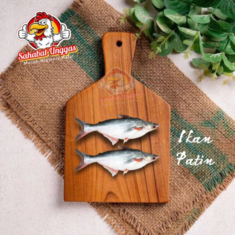 

Ikan Patin 500gr
