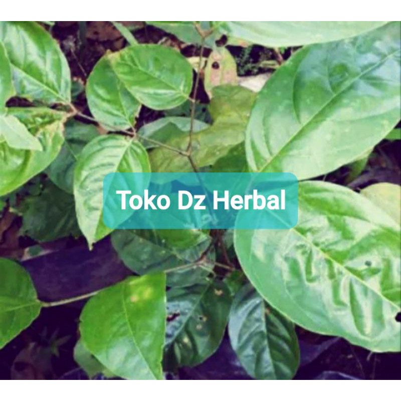 

Jual daun jengkol segar 500 gram fresh-az