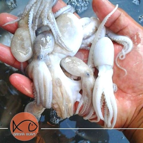 

GURITA Octopus size kecil