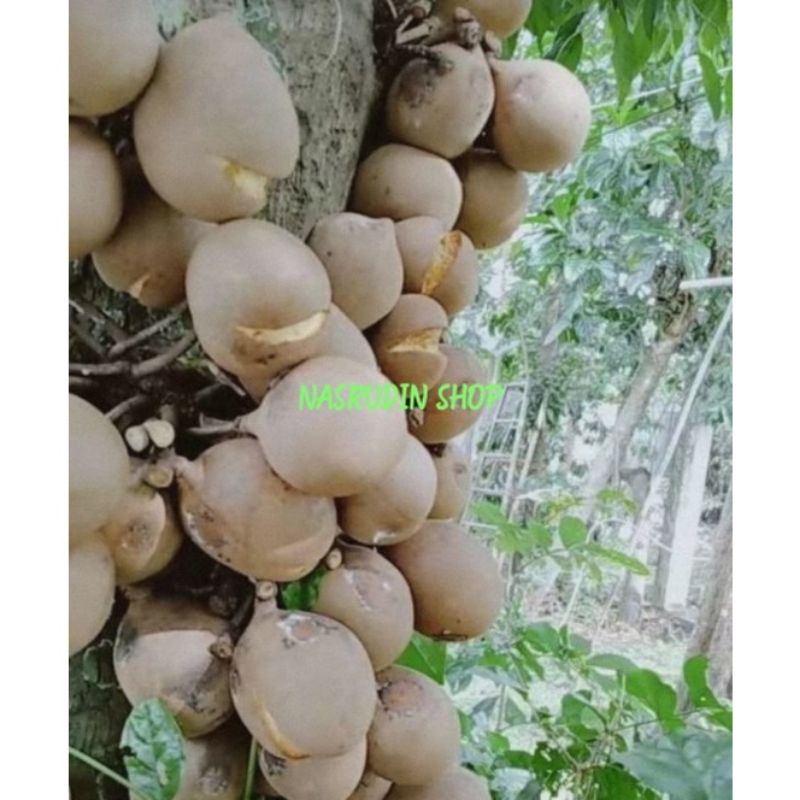 BUAH KEPEL MATANG ( 2 KG ) SEGAR LANGSUNG PETIK | BUAH BURAHOL SIAP KONSUMSI