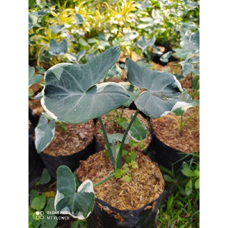 Keladi Kantong Semar Varigata | Keladi Tikus Varigata