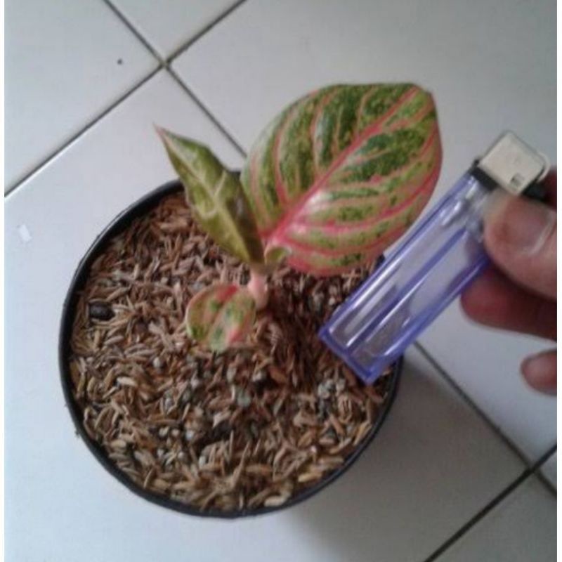 PROMO anakan aglonema hugest