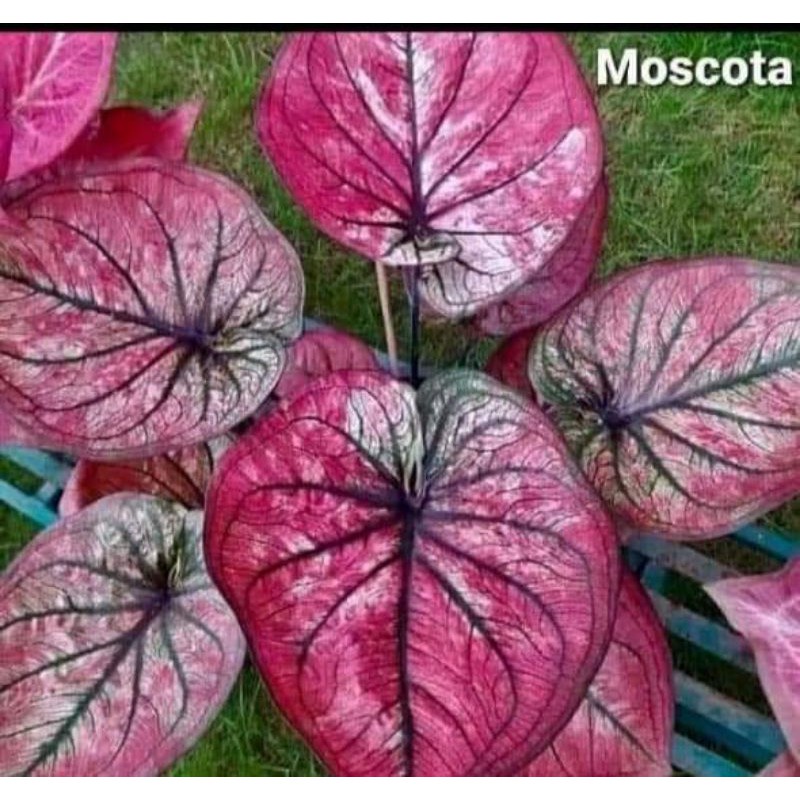 Size Anakan Keladi Red Stone/Mascota (Tanpa Pot)