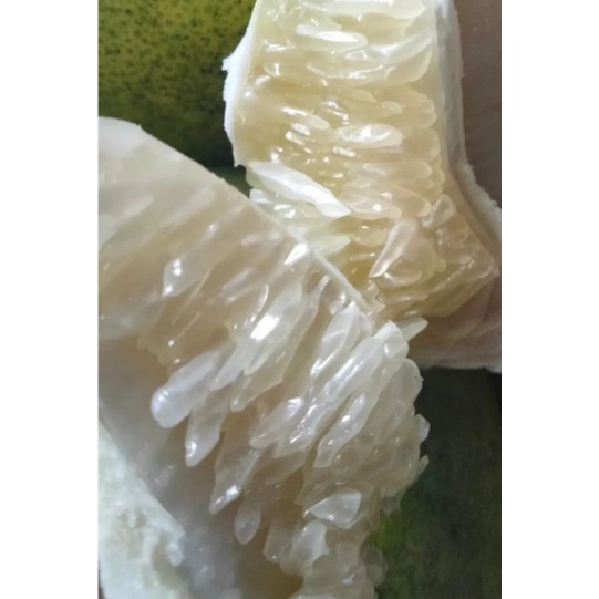 

Jeruk Bali Putih Manis