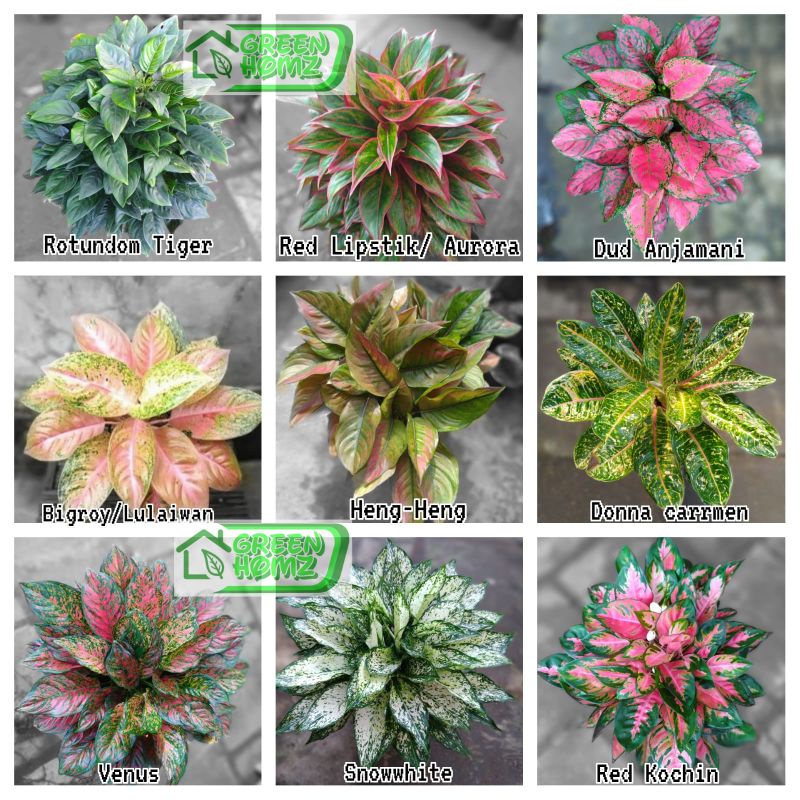 paket 9 tanaman aglonema remaja daun 5-7 lembar