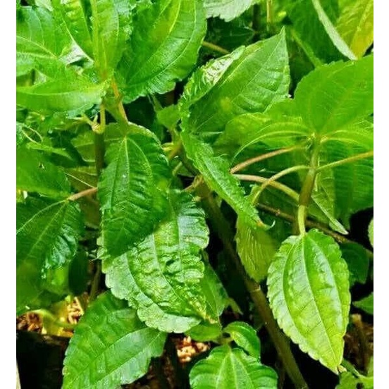 

[FRESH PRODUK] Daun pohpohan lalapan segar 500gram