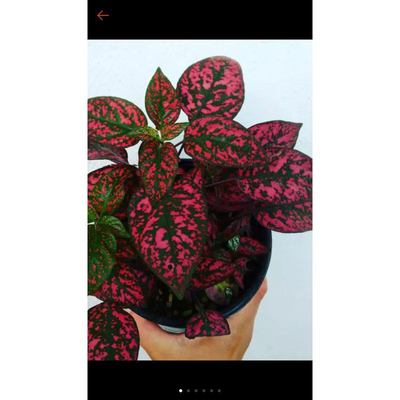 TANAMAN HIAS HYPOESTES MERAH