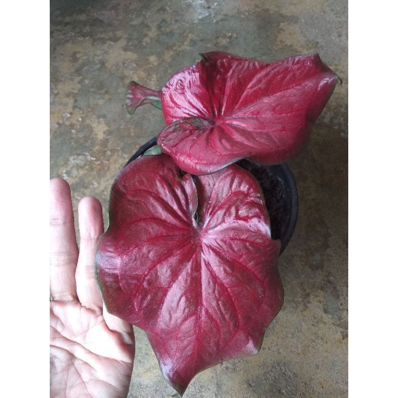 caladium Red stardust
