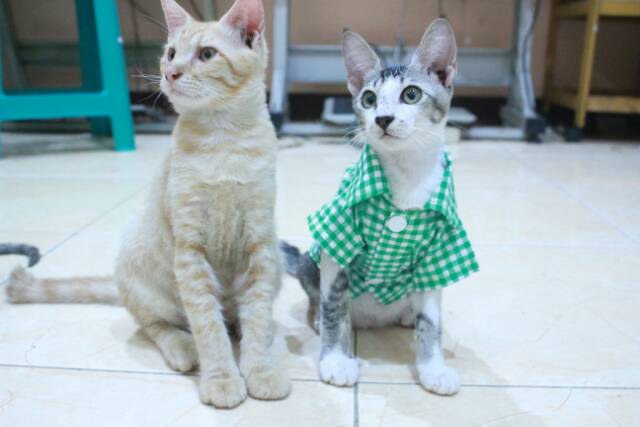 Kemeja kotak-kotak hijau lucu untuk kucing dan anjing size S M L XL / baju kucing murah