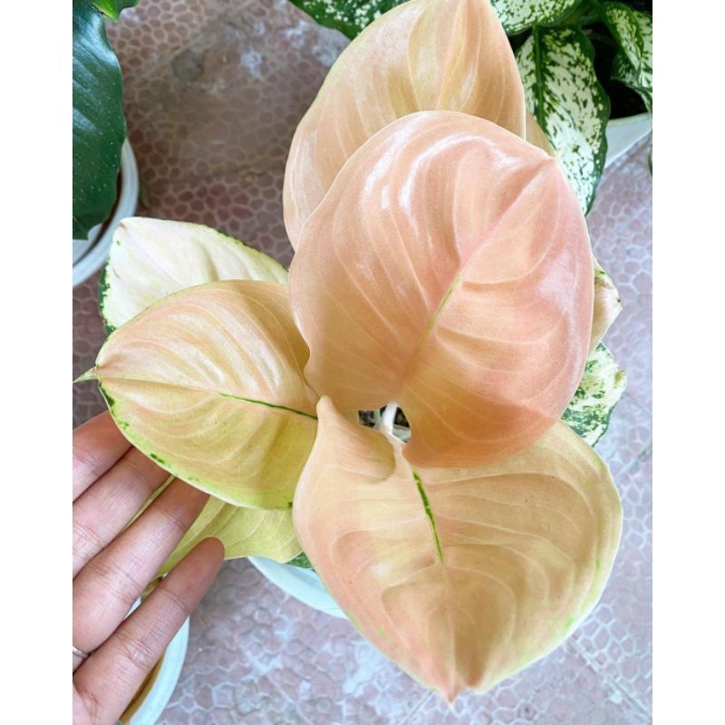 Aglonema golden love import (Tanaman hias aglaonema golden love) - tanaman hias hidup - bunga hidup 