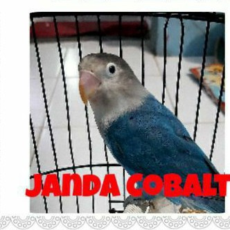 Lovebird Cobalt Betina trah biola