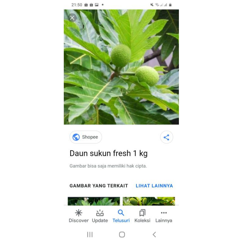 

Daun sukun SEGAR dan KERING