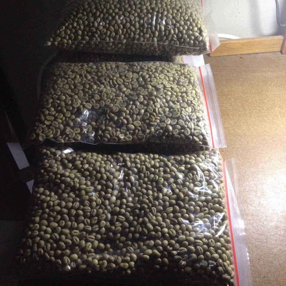 

green bean robusta grade A