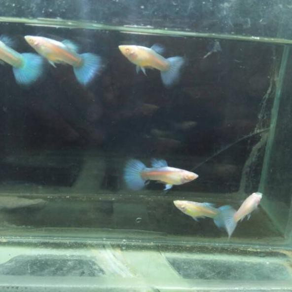 

Terkini Guppy blue / blue sky 0G8