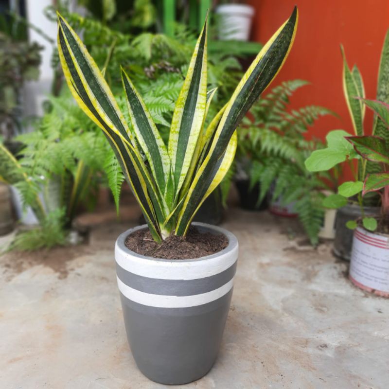 Sensevieria Laurenti - trifasciata Laurenti - Sansivera laurenti