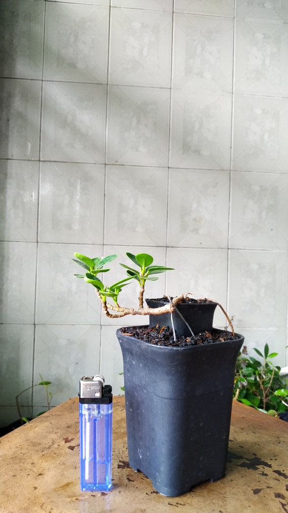 Pot Kotak Cantik Super Quality Mini