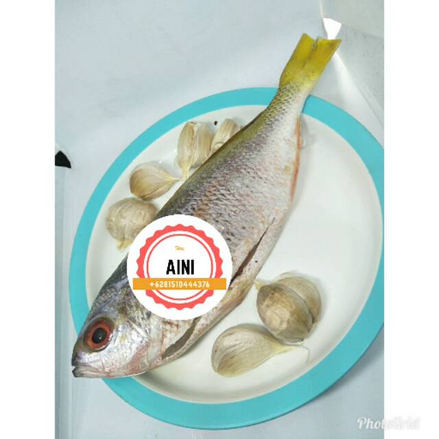 

Ikan ekor kuning