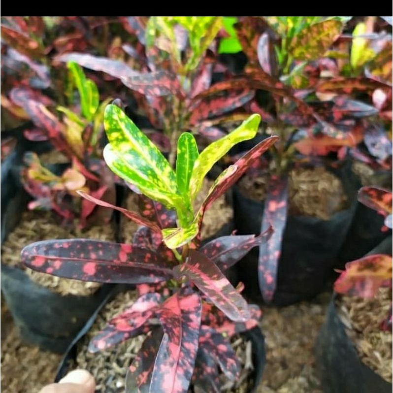 (BISA COD) tanaman hias puring cabe merah / pohon puring cabe merah