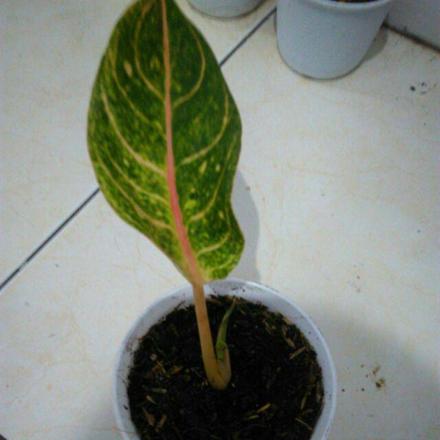 Bibit Tanaman Hias Aglonema Red Panama