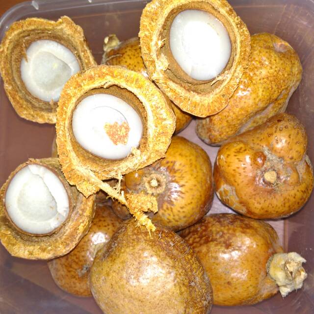 

Buah zuriat..