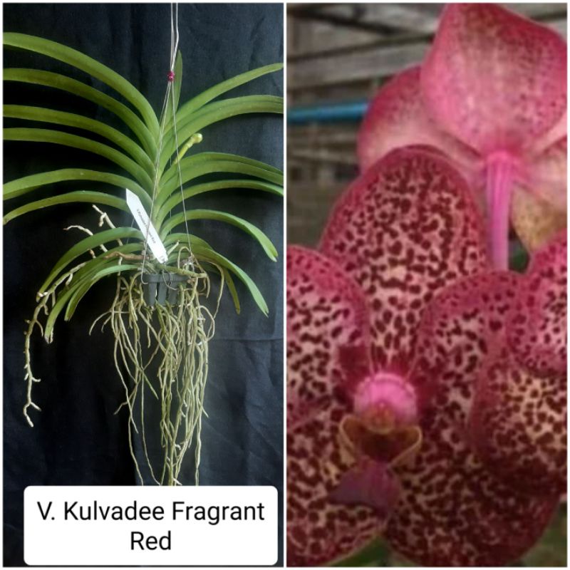 ANGGREK VANDA DEWASA SPIKE KNOP MEKAR