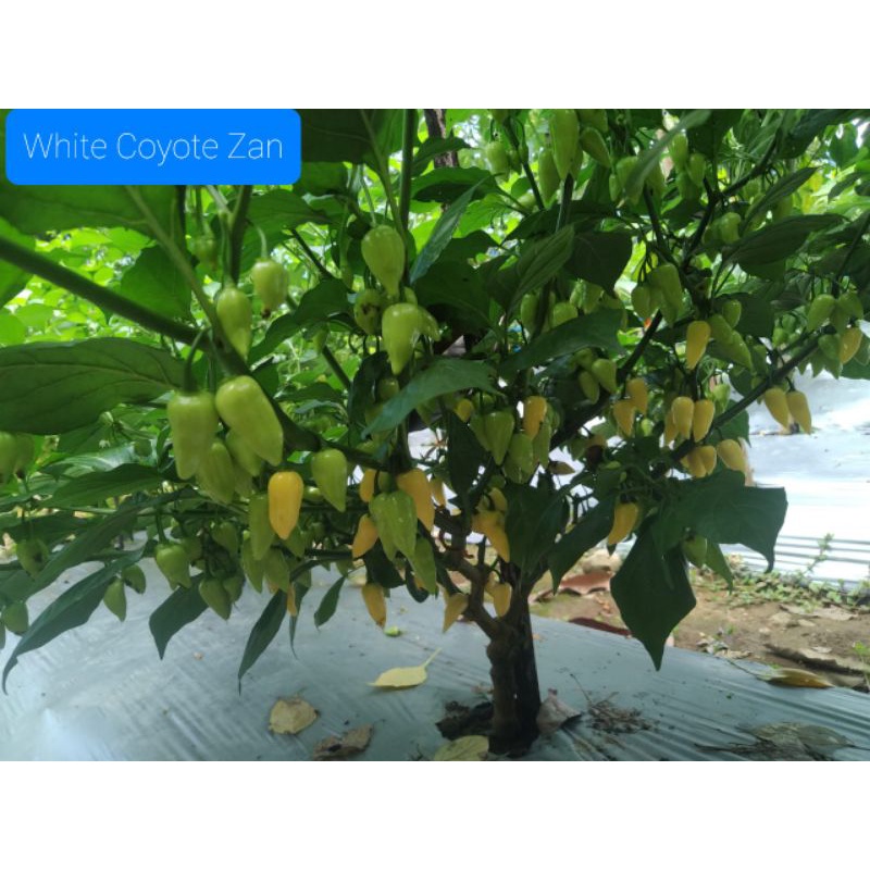 Biji Cabe White Coyote Zan isi 10 butir