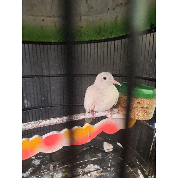 Perkutut Silver Udanmas