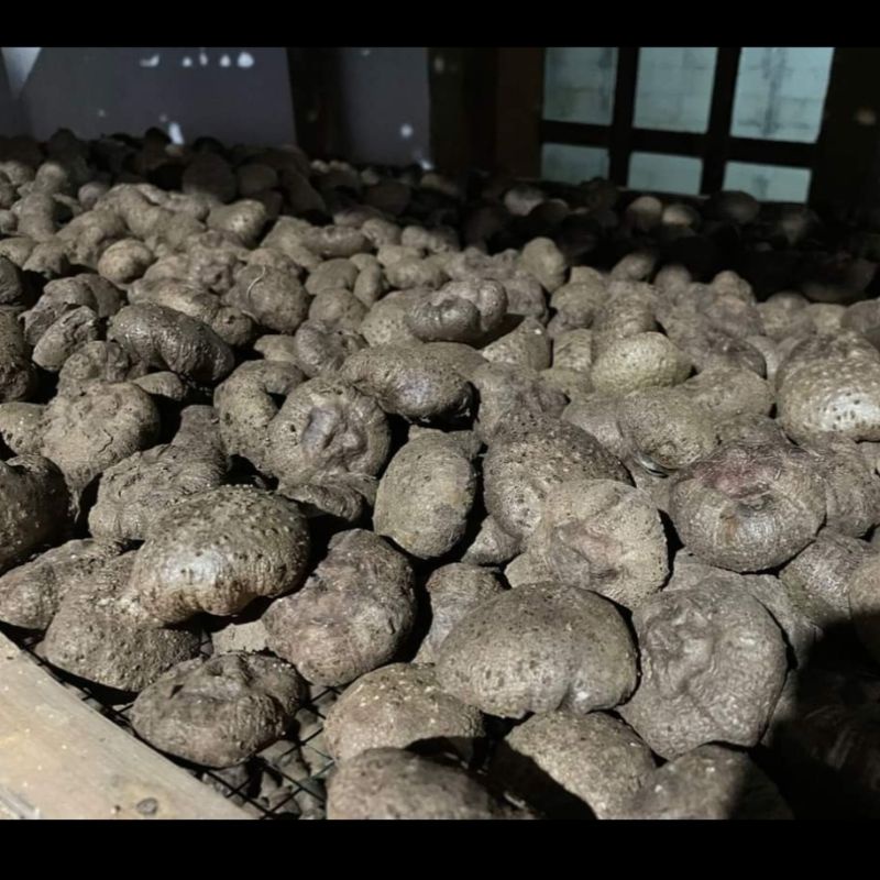 bibit katak porang 1 kg isi  berat real 1000gr BEBAS PILIH UKURAN
