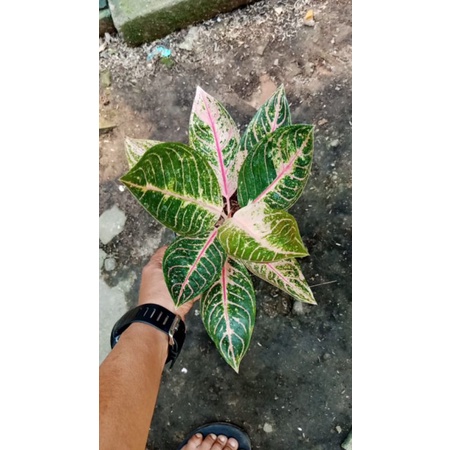 aglonema red sumatra (pos)