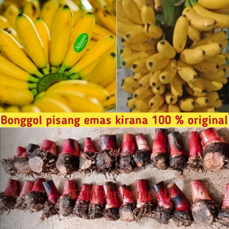 Bibit bonggol pisang emas kirana original BIBIT PISANG BONGGOL PISANG
