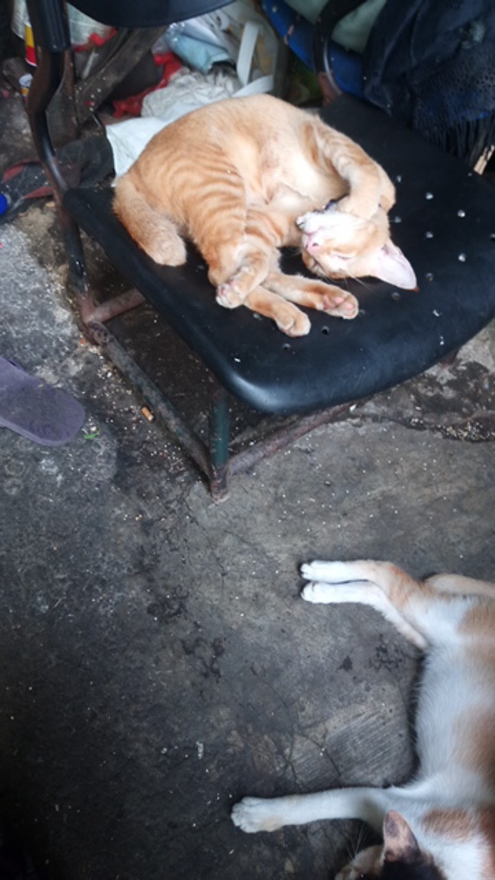 Mata Gergaji Kayu Mata Gergaji Triplek