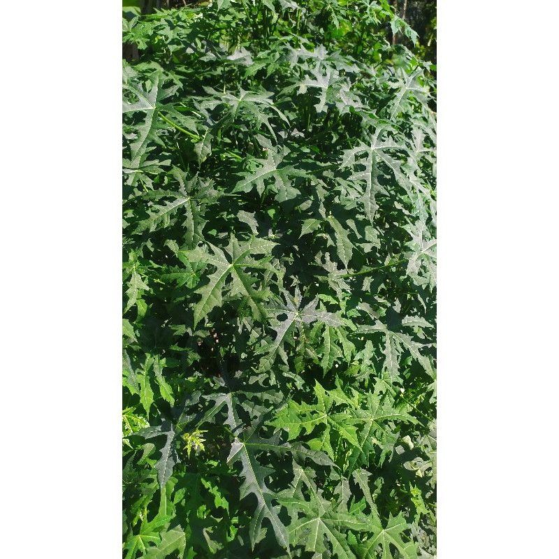 

Daun Gedi | Pepaya Jepang | Sayuran 500gr