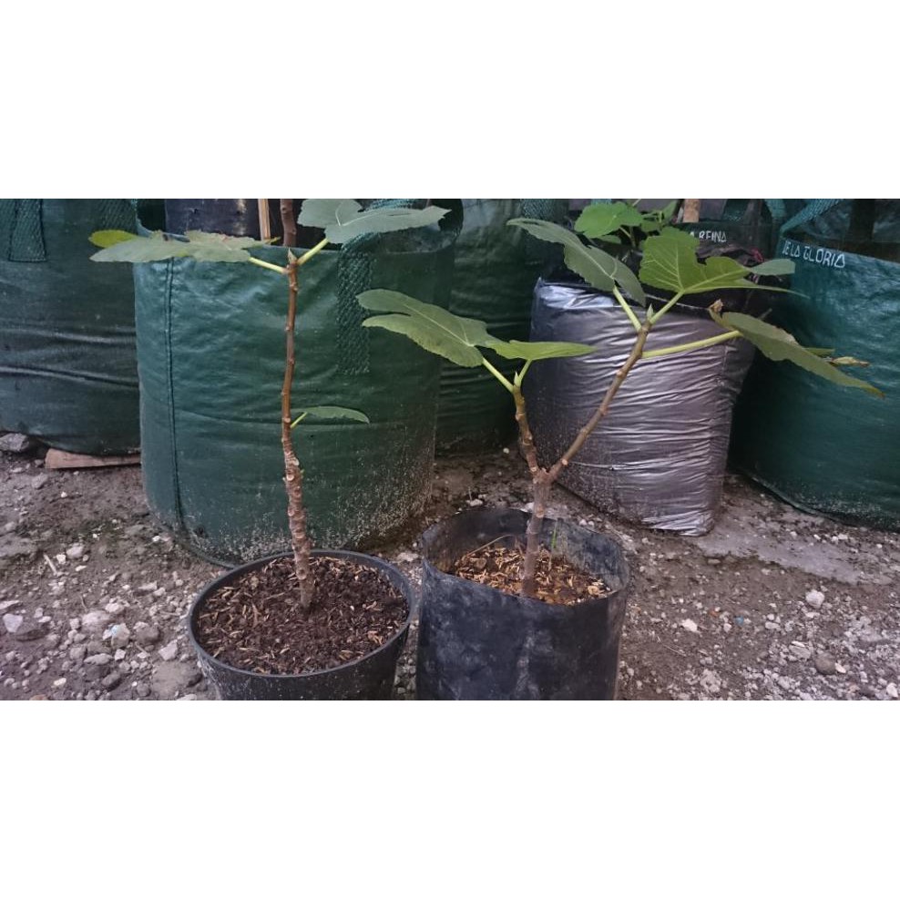 KW+ BIBIT POHON BUAH TIN VARIGATA VAR. PANACHE TIGER GRATIS CUTTING CALI $_$