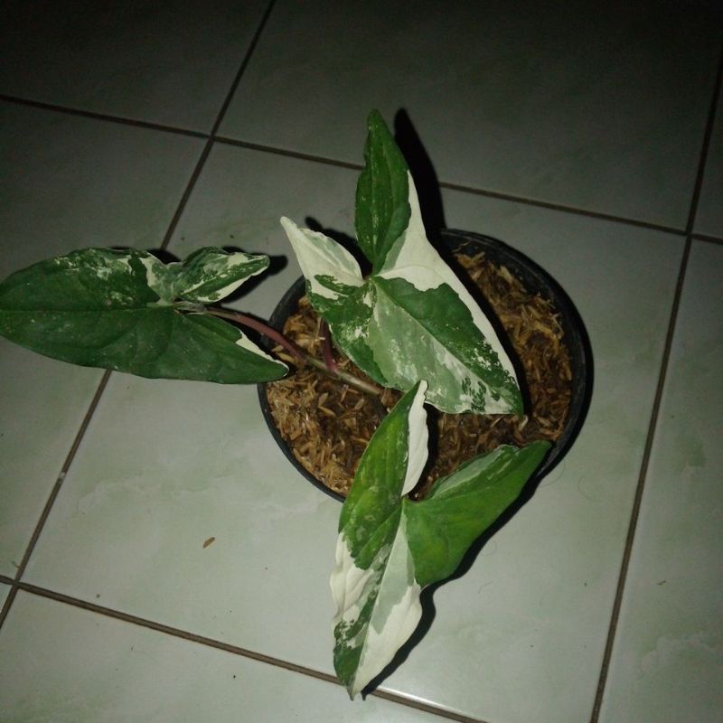 syngonium Albo