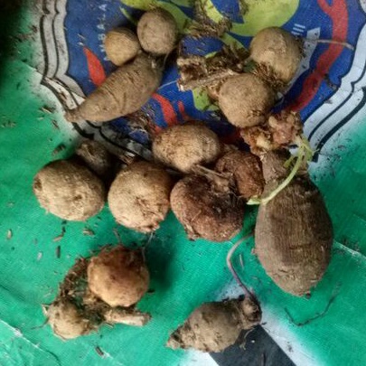 umbi bibit bunga dahlia