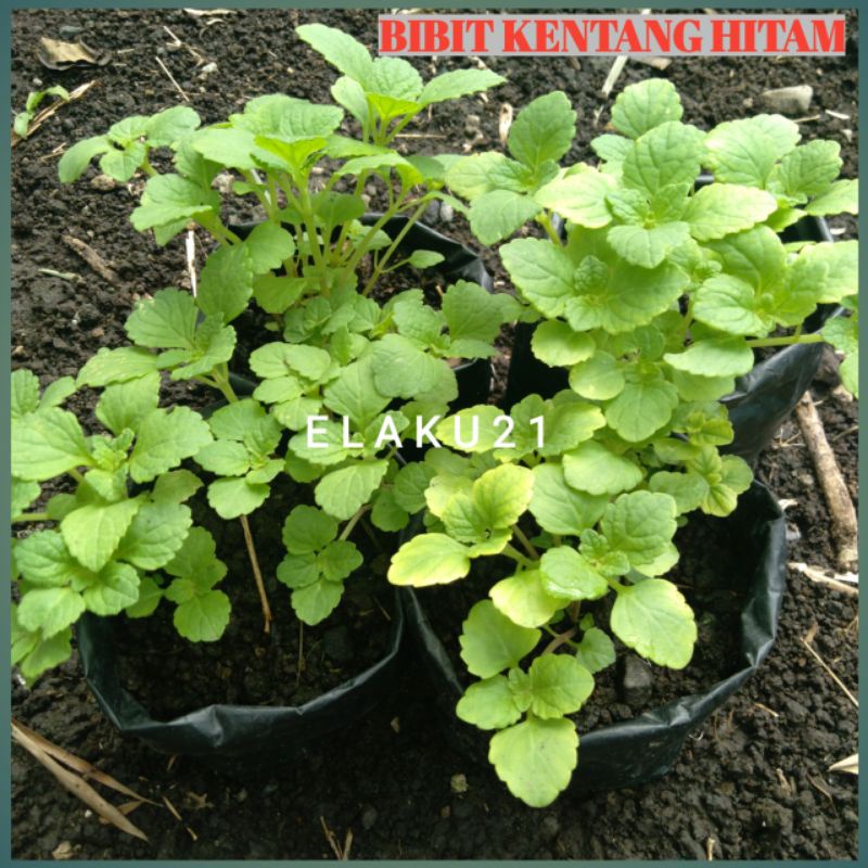 Bibit Kentang Hitam Dalam Polybag