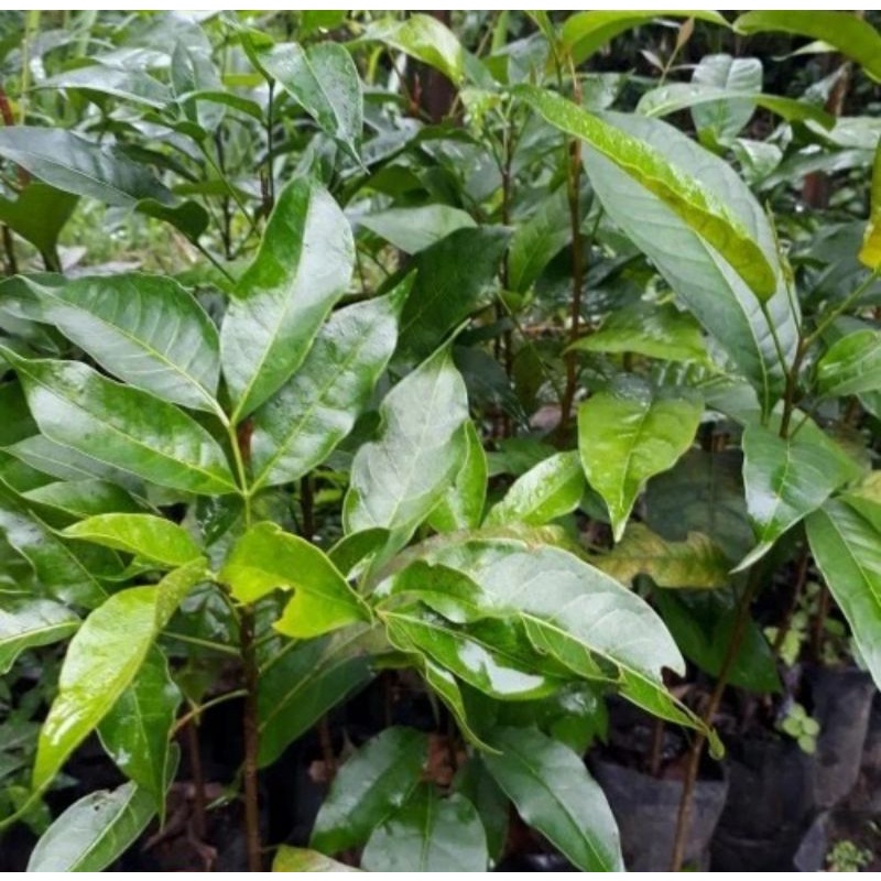 Bibit pohon kenari/Tanaman buah kenari bumbu rempah dapur