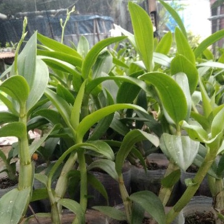 anggrek dendrobium bulat