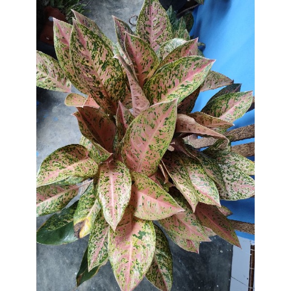 Aglonema big roy rumpun