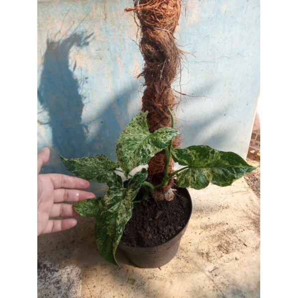 bibit bunga buah tanaman pohon tin jtv jolly tiger variegata